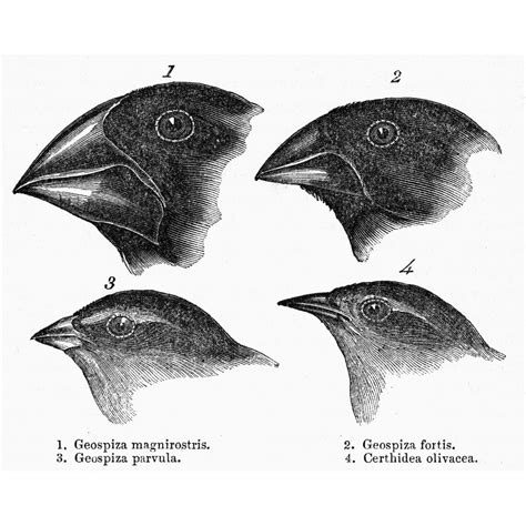 Darwin Galapagos Finches Nthe Page From A 19Th Century Edition Of Charles DarwinS Journal Of ...