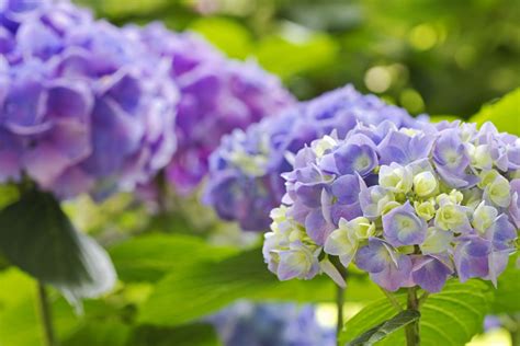 Hydrangea Full HD Wallpaper and Background Image | 2048x1365 | ID:347403