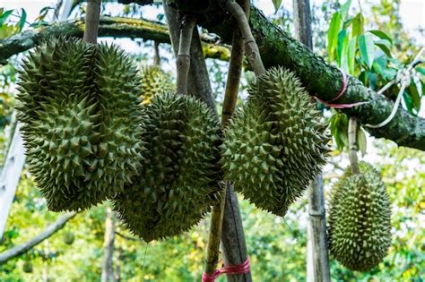 Premium Photo | Durian on tree