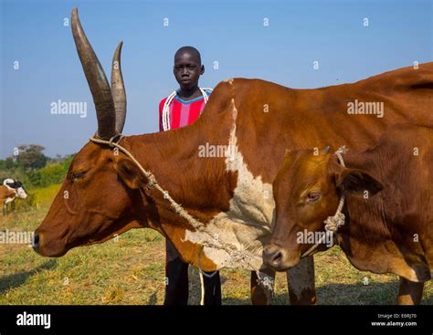 Nuer cattle hi-res stock photography and images - Alamy