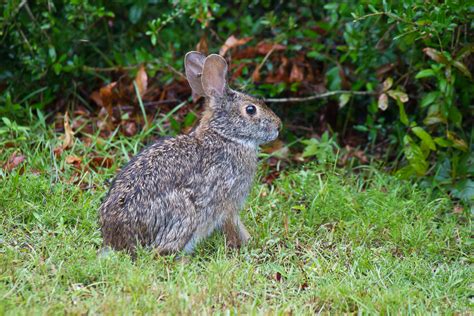 Swamp Rabbit (Sylvilagus aquaticus)