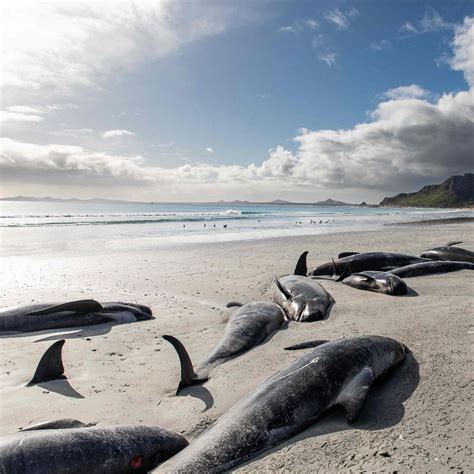 Recent Whale Strandings Have Highlighted The Mystery That Marine Scientists Still Struggle To ...