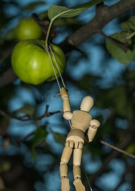 Harvesting at the Apple Tree Stock Image - Image of leaf, green: 60344679