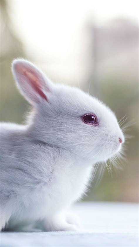 Rabbit iPhone Wallpapers - Top Free Rabbit iPhone Backgrounds - WallpaperAccess