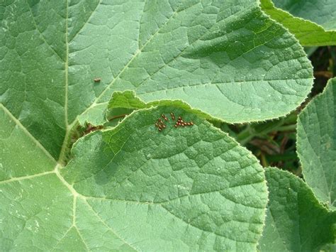 Mid-Atlantic Plant Research Center: Duct Tape Squash Bug Egg Removal