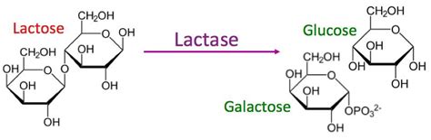 Enzymes and Reaction Rates