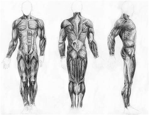 Muscles of the Body by arvalis on DeviantArt