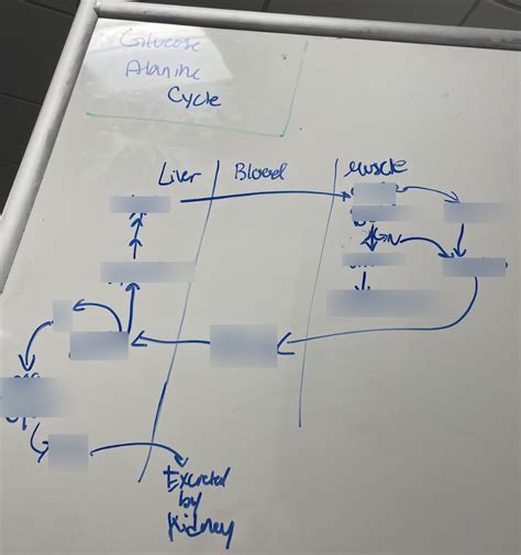 glucose alanine cycle Diagram | Quizlet