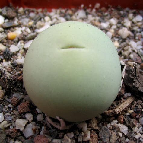 Conophytum calculus EA4075 – Cape Succulent Seeds