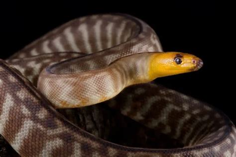 Woma Python: Care, Appearance, Temperament & Breeding - AZ Reptiles