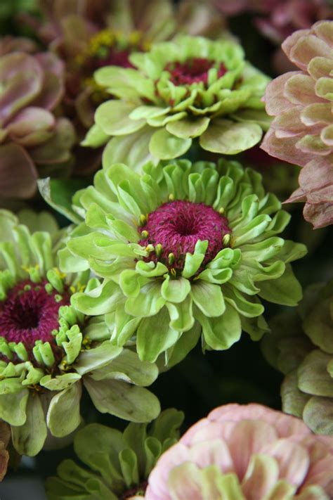 Zinnias | Beautiful flowers, Zinnia flowers, Green flowers