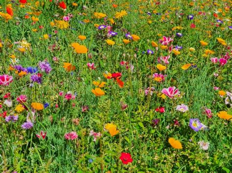 Colorful Meadow Flowers Free Stock Photo - Public Domain Pictures