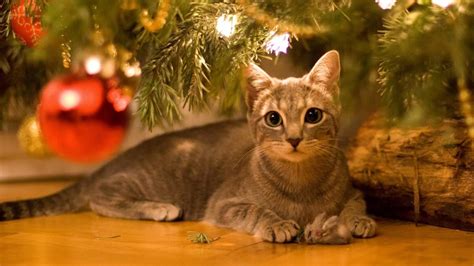 A Cat's Guide to Christmas - Purrfect Love