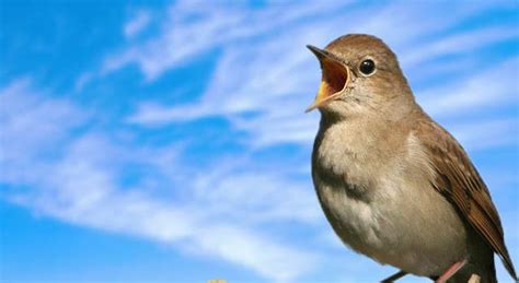 Nightingale Bird Facts, Pictures And Information