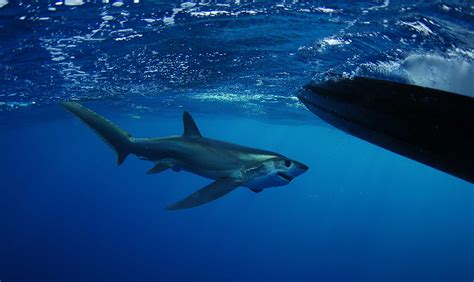 See Incredible Footage Of Thresher Shark Jumping Almost 20 Feet Out of the Water - A-Z Animals