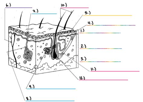 Bio 2 Honors: Layers of the Skin Labeling Quiz Diagram | Quizlet