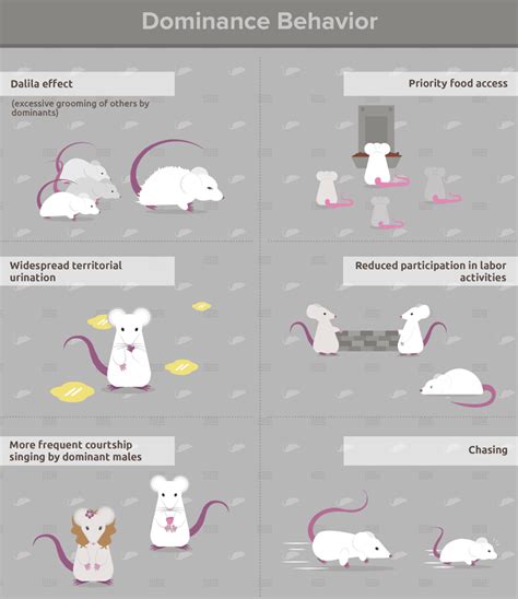 Social Hierarchy in Animals: Dominance Tests in Mice - Maze Engineers