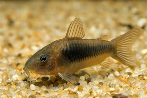 Types Of Corydoras Catfish