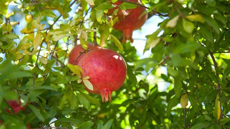 Parfianka Pomegranate Tree (Standard) (Potted) – Grow Organic