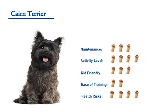 The Cairn Terrier Mix … Your Guide to Best Care for your Dog