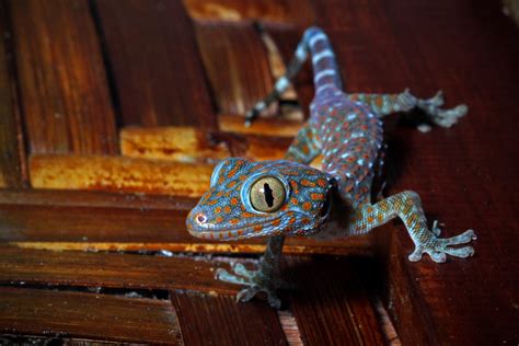 Tokay gecko | Stunningly coloured, loud and big, tokay gecko… | Flickr