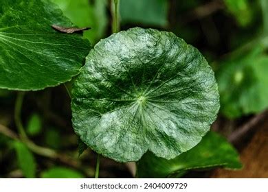 Hydrocotyle Verticillata Localy Known Daun Pegaga Stock Photo 2404009729 | Shutterstock