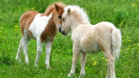 Falabella.Unusual Horses.The Smallest Horse In The World - YouTube