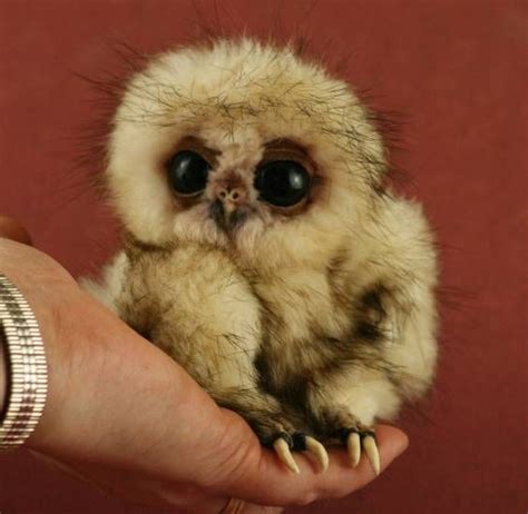 Buhos bebes. Muy tierno | Cute baby animals, Cute animals, Baby owls