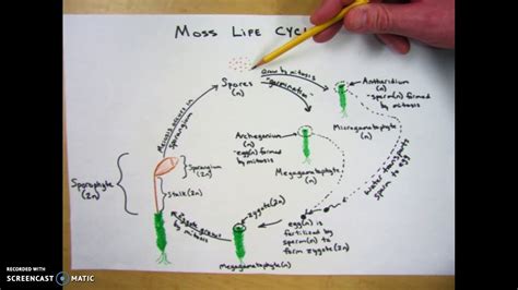 Moss Life Cycle - Alternation of Generations - YouTube