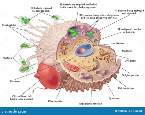 Function of macrophage stock vector. Illustration of diagram - 188533719