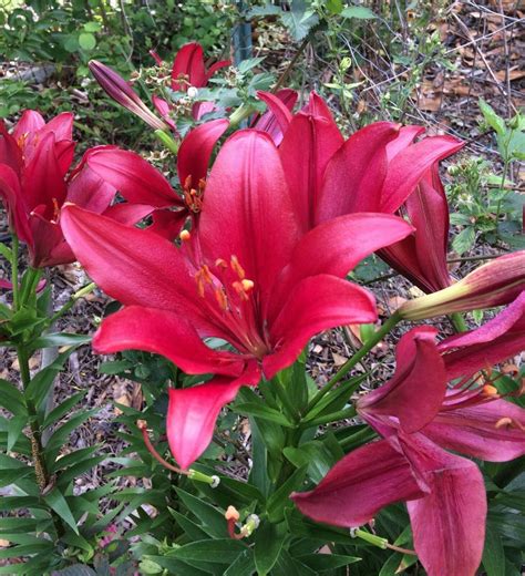 1 Quart Plant - Longiflorum Asiatic Hybrid Lily Red Alert #GRGV20