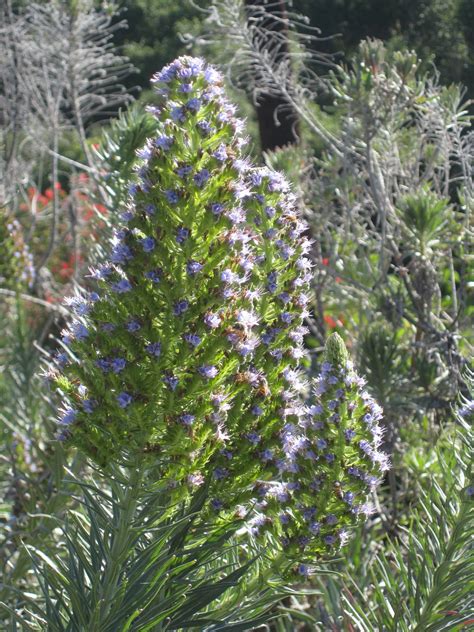 Pride of Madeira | Sage's Acre Organic Home & Gardens