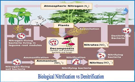 Denitrification Bacteria