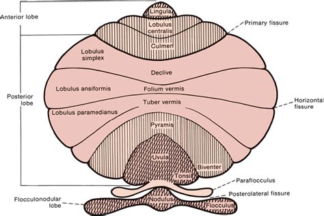 Cerebellar Function | Neupsy Key