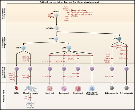 Hematopoiesis: An Evolving Paradigm for Stem Cell Biology: Cell