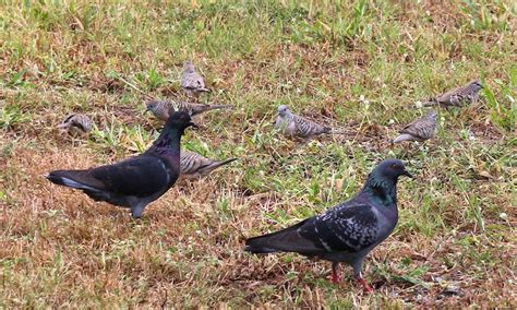 Feral Pigeon, Peaceful Dove and other pigeons in Australia