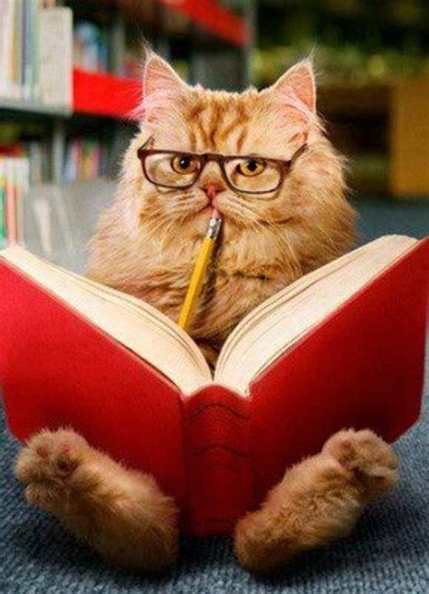 Cat Reading a Book – That Cat Life