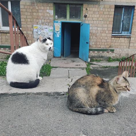 Giant cats appeared in Chernobyl as a result of mutations : r/Humanitydool