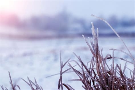 Premium Photo | Frost covered the grass in the field at sunrise