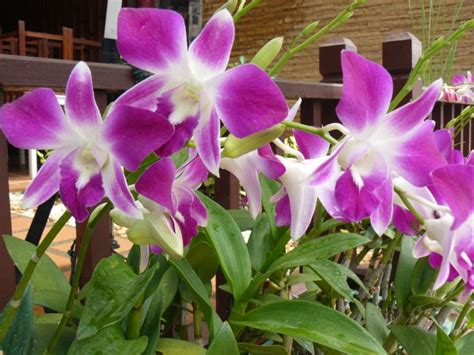 Thai orchids