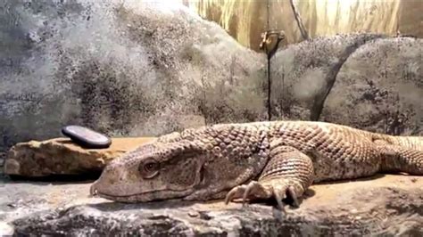 Meet ZooMontana's savannah monitor lizard (video)