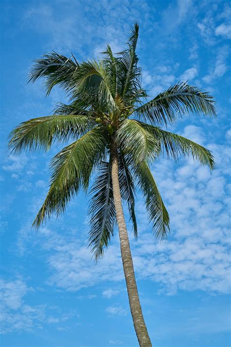 HD wallpaper: palm, blue, tree, green, nature, beach, tropical, season ...