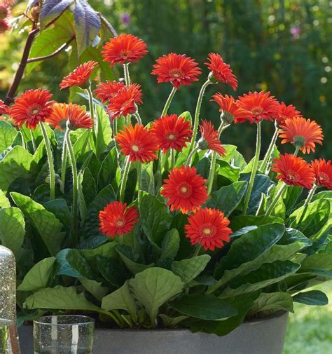 Gerbera Garden Jewels™ Garswlove Gerbera Daisy from Garden Center Marketing