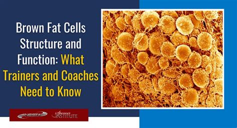 Brown Fat Cells Structure and Function: What Trainers and Coaches Need to Know - Personal ...