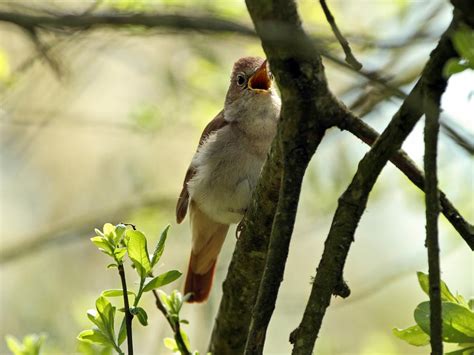 Nightingale Bird Facts (Luscinia megarhynchos) | Birdfact