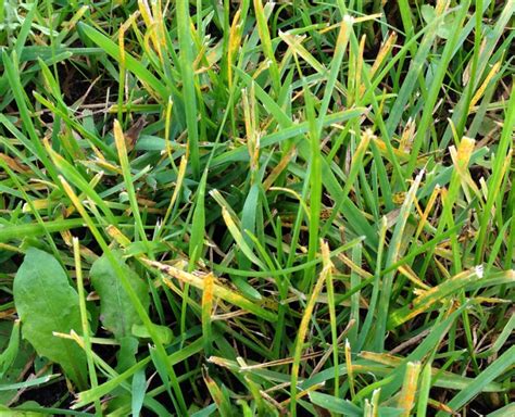 Lawn Rust - How To Identify, Treat And Prevent Rust On Grass