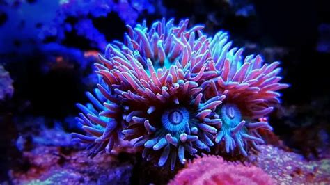 Duncan Coral Growth Rate|How Fast Do Duncans Grow? - AquaticStories