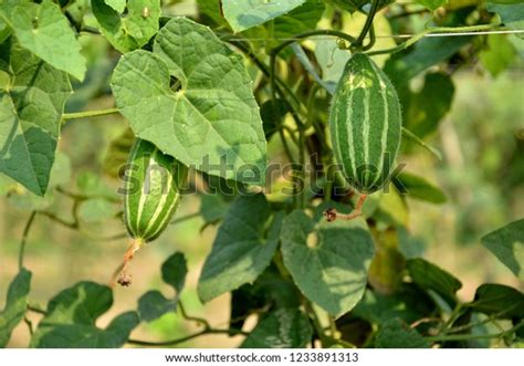 Pointed Gourd Trichosanthes Dioica Vegetable Plant Stock Photo (Edit ...