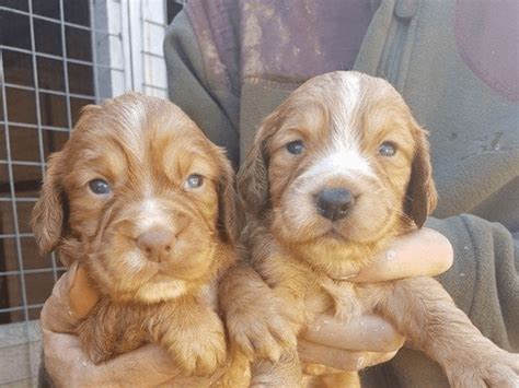 Clumber Spaniel Puppies For Sale | Amherst, NH #162610