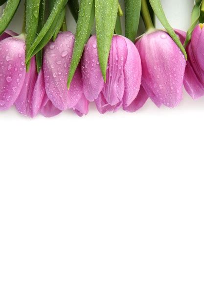 Premium Photo | Beautiful bouquet of purple tulips, isolated on white